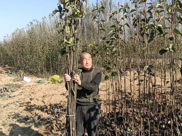 黄金梨苗、秋月梨苗、新高梨苗